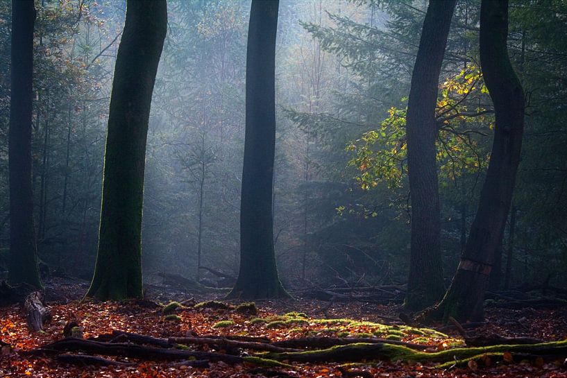 Misty morning by AudFocus - Audrey van der Hoorn