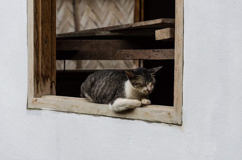 Chat endormi sur un rebord de fenêtre par Eline Willekens