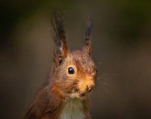 lächelndes Eichhörnchen