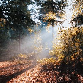 Sunbeams through the forest 'Hoekelumse bos' sur Ben Nijenhuis