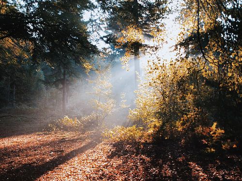 Rayons de soleil dans la forêt de Hoekelum (Ede, Pays-Bas)