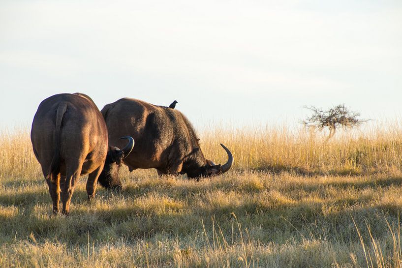 Buffels op de vlakte by Fromm me pictures