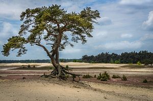 tout seul sur la Veluwe