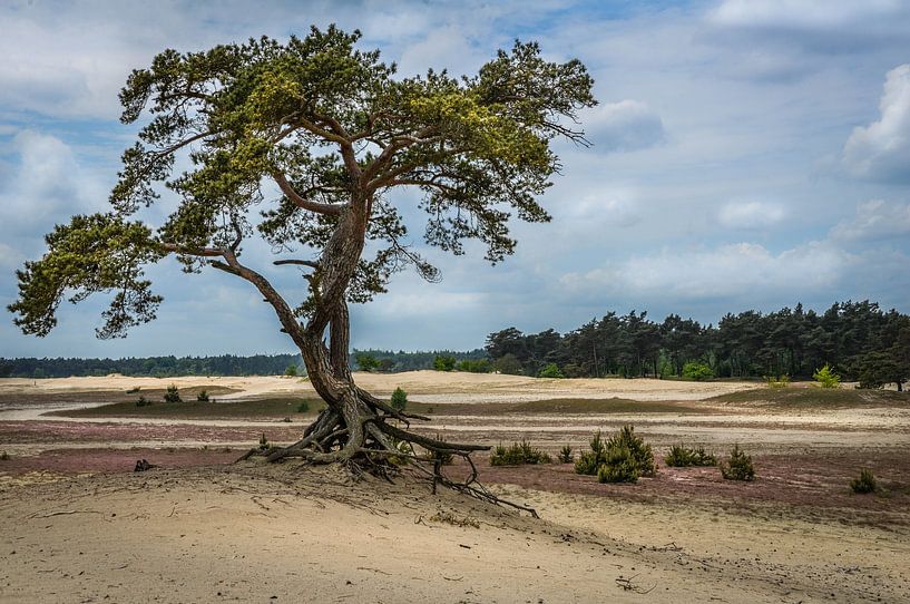allein auf de Veluwe von Guy Lambrechts Fotografie