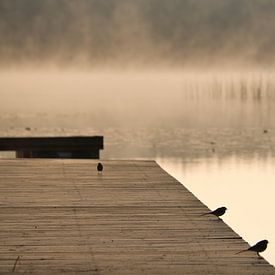 Birds on a jetty reaching into a Swedish lake by Martin Köbsch