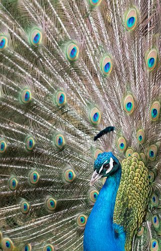 Der stolze blaue Pfau von Minie Drost