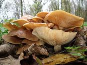 Herfstbeeld met paddenstoelen  by Pieter Korstanje thumbnail