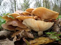 Herfstbeeld met paddenstoelen 
