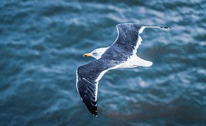 Over De Zee Zweven van Julius Pot