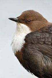 White throated Dipper ( Cinclus cinclus ) in portrait, headshot