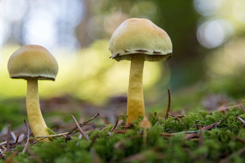 Paddenstoelen by Wilco Schippers