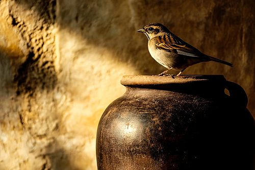 Vogel op pot in zonlicht