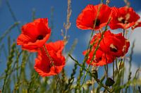 Poppies