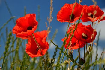 Coquelicots