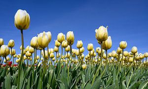 Weiß-gelbes Tulpenfeld mit strahlend blauem Himmel