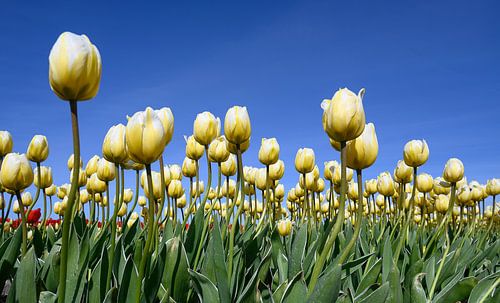 Witgeel tulpenveld met strakblauwe lucht