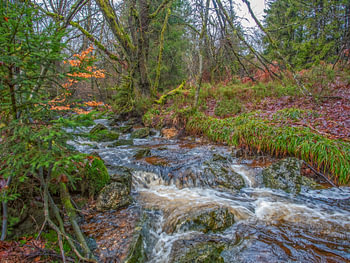 Rivière qui coule au milieu d'une belle nature verte