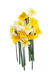 Tête-à-Tête – Gele en witte narcissen op lichte achtergrond | Minimalistische bloemfotografie van Gertinez Gallery