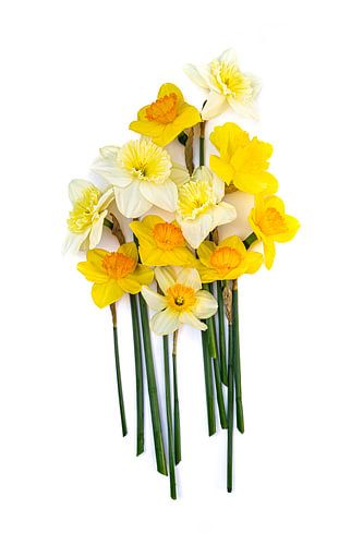 Tête-à-Tête – Gelbe und weiße Narzissen vor hellem Hintergrund | Minimalistische Blumenfotografie