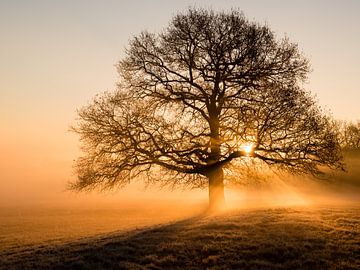 Tree in morning mist by Marjo Kusters