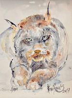 Canadian Lynx