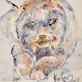 Canadian Lynx van René Pauwels