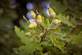 Acorns by Rob Boon