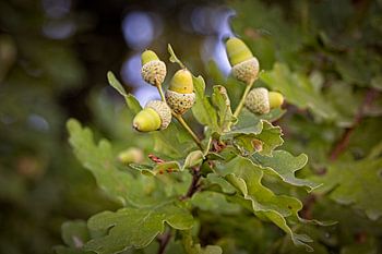Acorns