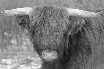 Der Highlander im Schnee