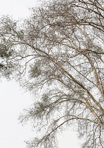 Winter's fluisterende takken