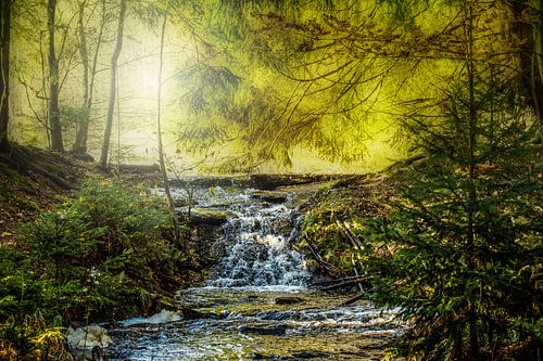 In het bos Erzgebirge