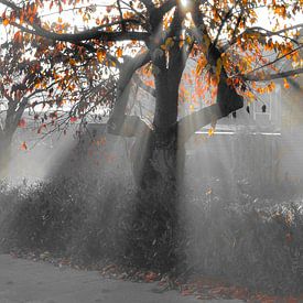 Sonnenstrahlen durch einen herbstlichen Baum in schwarz-weißem Farbtupfer von Joyce Derksen