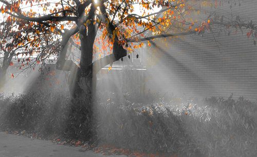 Sunbeams through an autumn tree in black and white colour splash