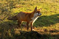 Vos in de Amsterdamse Waterleidingduinen