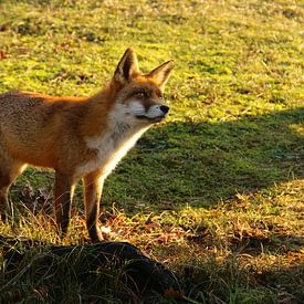 Fuchs in den Dünen der Amsterdamer Wasserversorgung von Liselotte Helleman