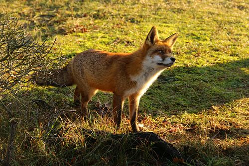 Fuchs in den Dünen der Amsterdamer Wasserversorgung
