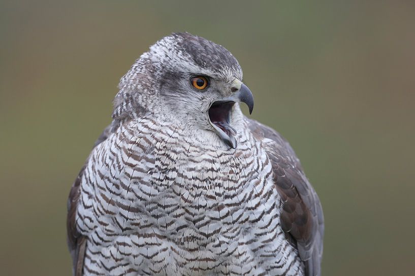 Northern Goshawk (Accipiter gentilis) by Ronald Pol