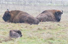 Wisent von Merijn Loch