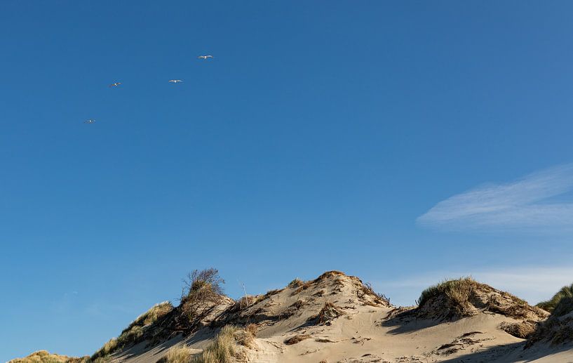Dunes Westenschouwen with birds by Percy's fotografie
