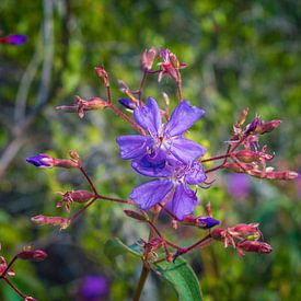 Prachtig beeld van de Prinsesbloem in Chapada Diamantina van Castro Sanderson