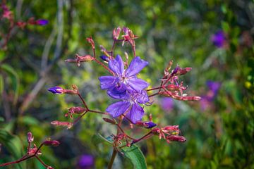 Belle image de la fleur de la princesse à Chapada Diamantina sur Castro Sanderson