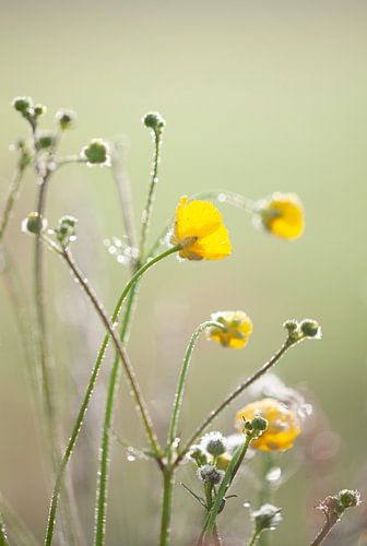 Buttercups in the morning