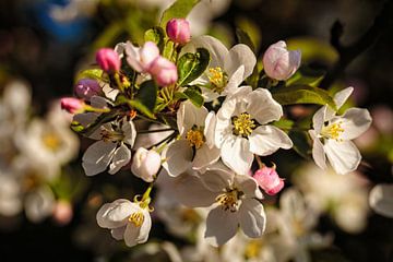 Apfelblüte von Rob Boon