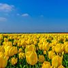 Tulpen veld Flevopolder von Han Kedde