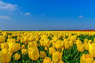Tulpen veld Flevopolder by Han Kedde thumbnail