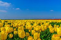 Tulpen veld Flevopolder
