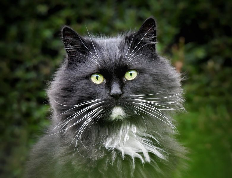 Green eyes by Maickel Dedeken
