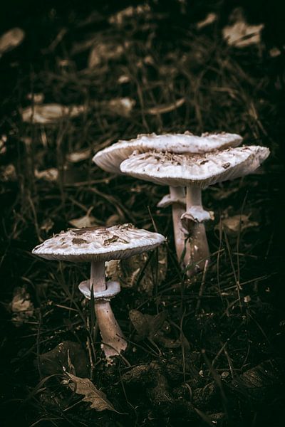 Herfstparasols van Jan van der Knaap