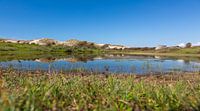Paysage de dunes néerlandais