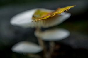 Paddenstoelen in het bos von Dirk van Egmond